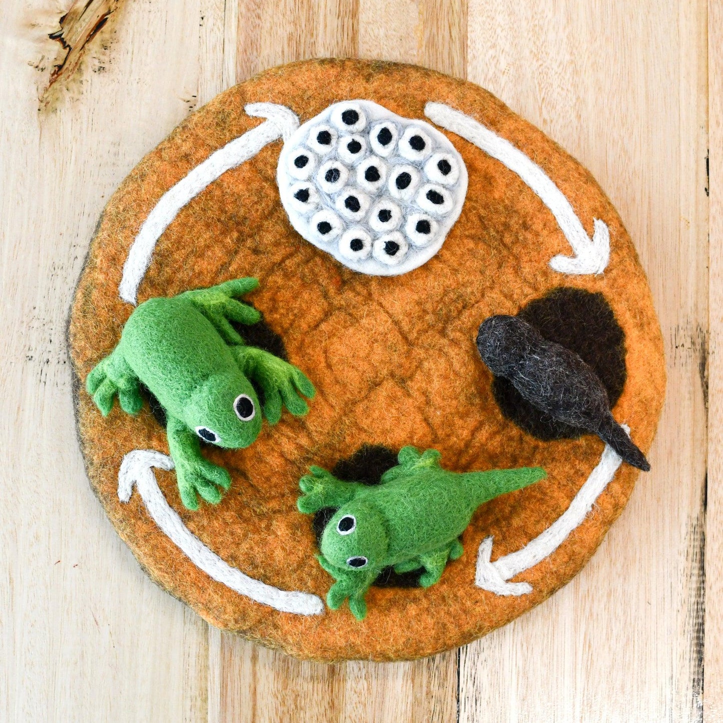 Felt Lifecycle of a Frog