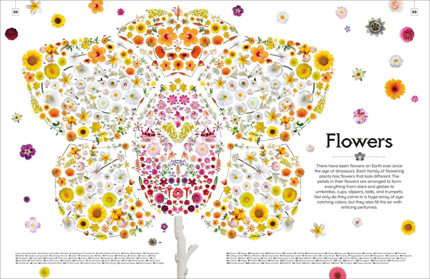 Shapes Of Nature
