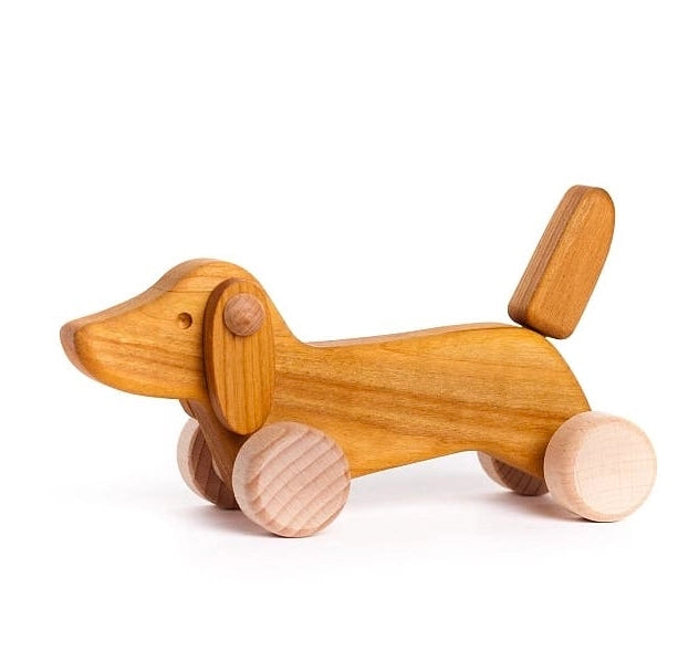 Daschund Puppy