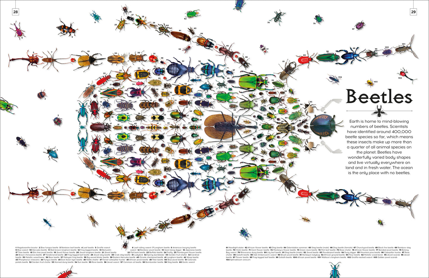 Shapes Of Nature