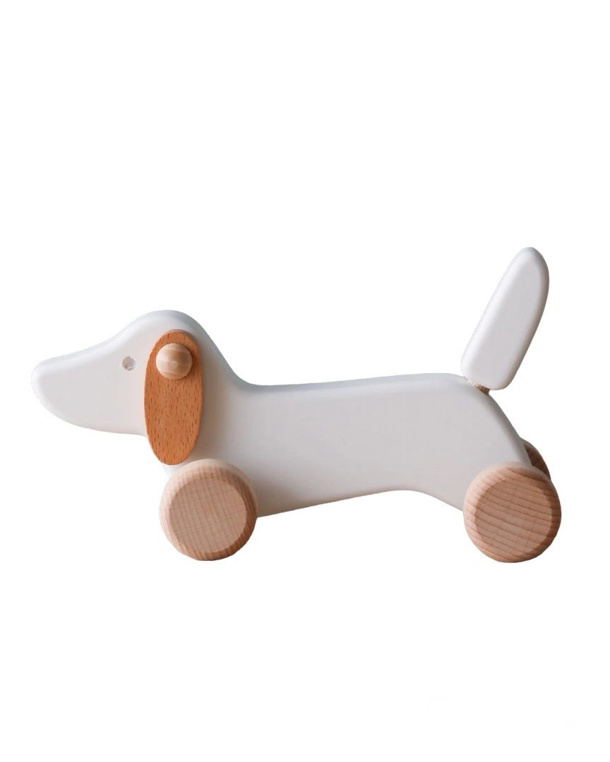 Daschund Puppy
