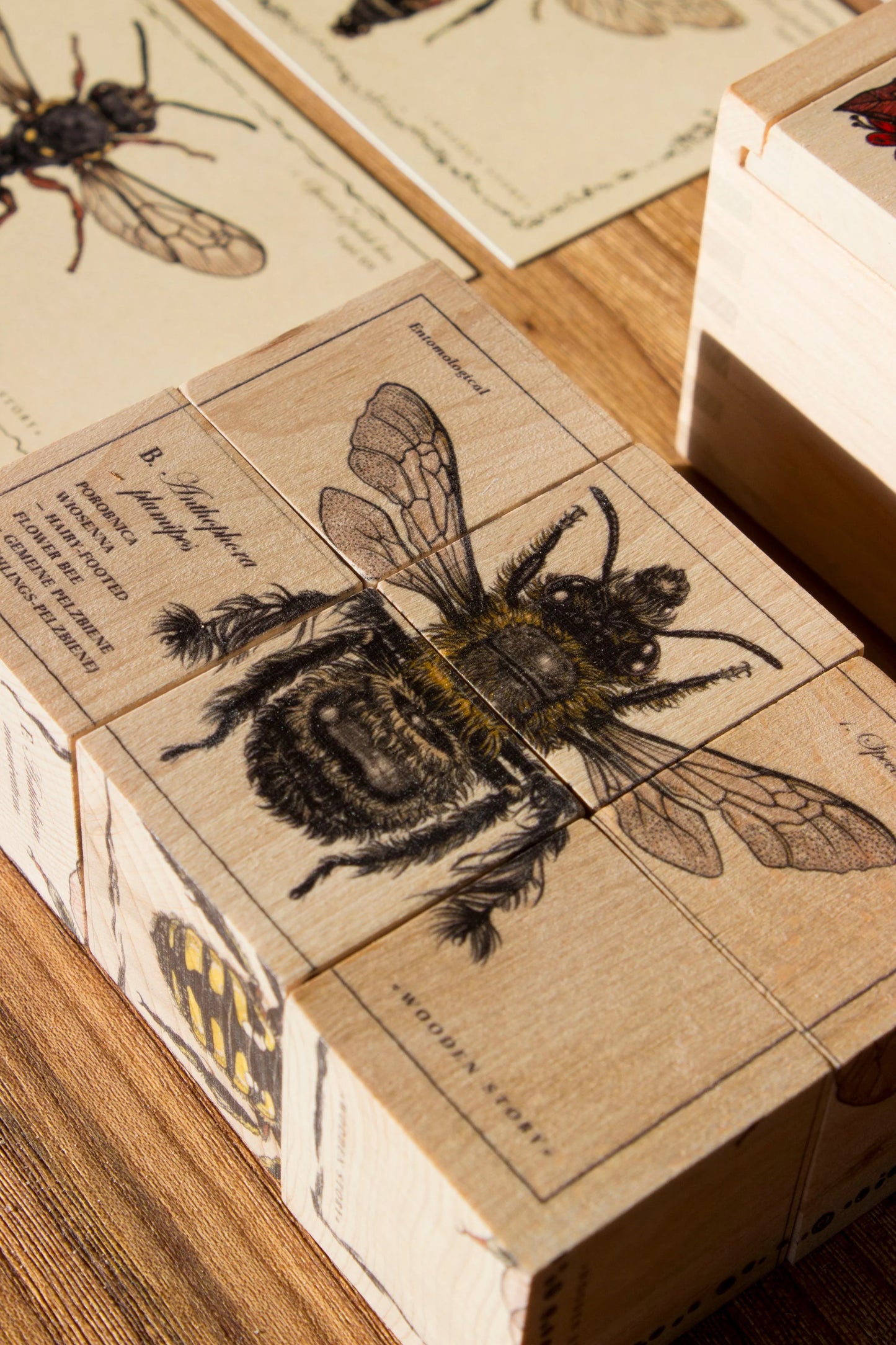 BLOCKS SPECIES OF BEES