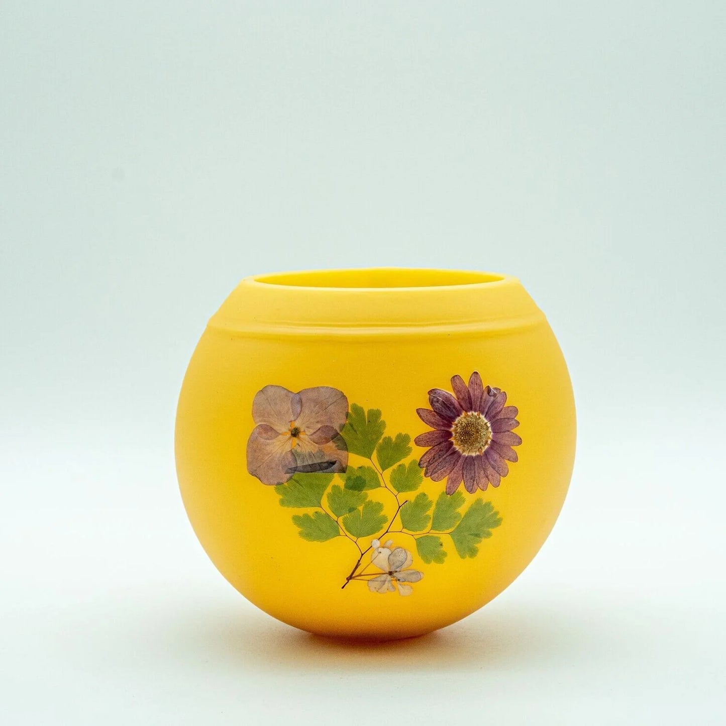 English Daisy