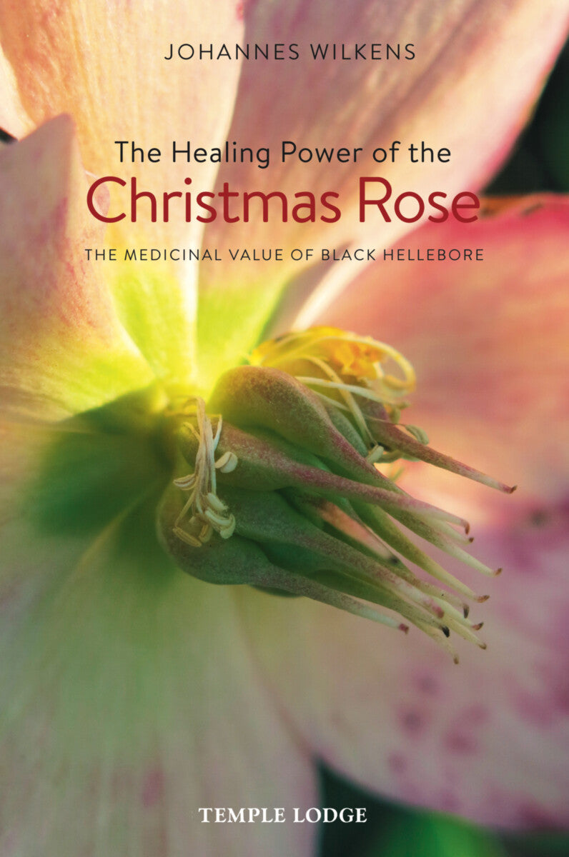 HEALING POWER OF CHRISTMAS ROSE