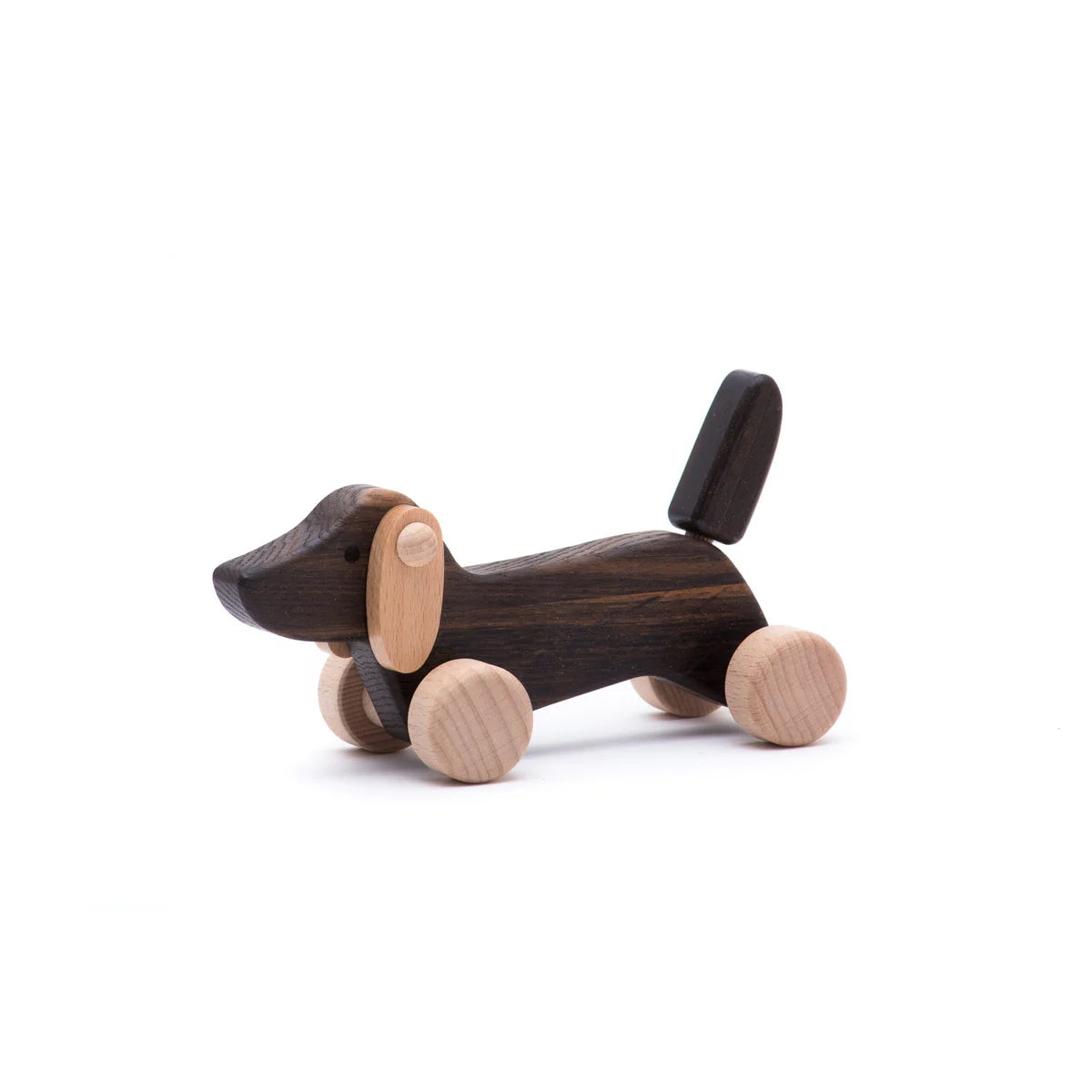Daschund Puppy