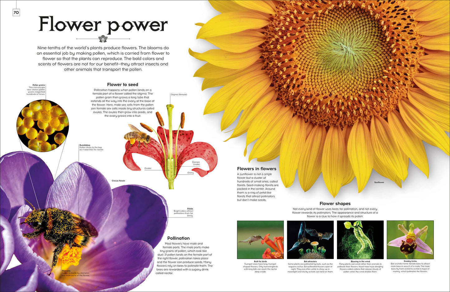 Shapes Of Nature
