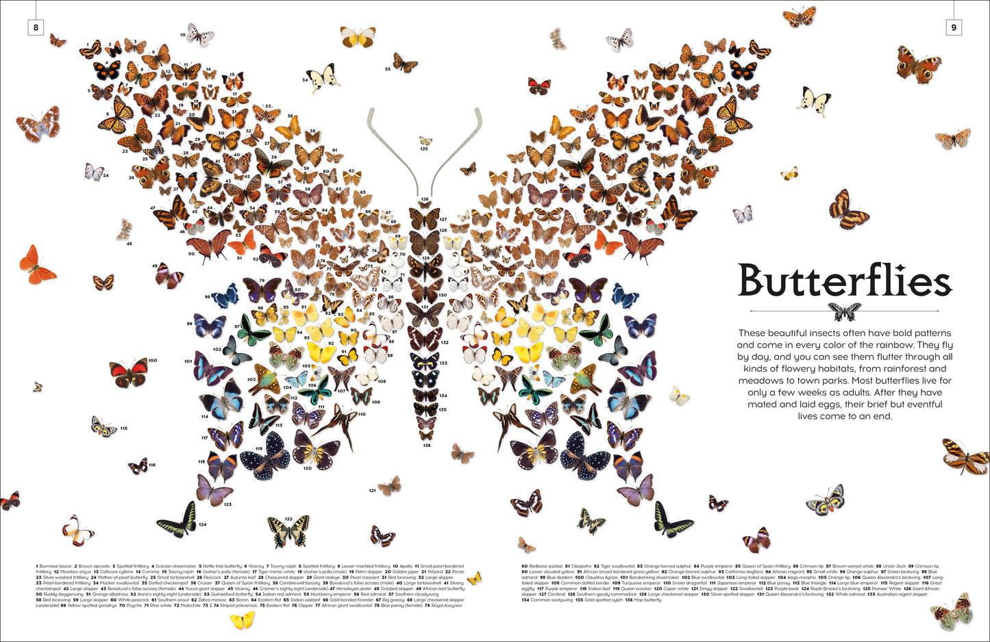 Shapes Of Nature