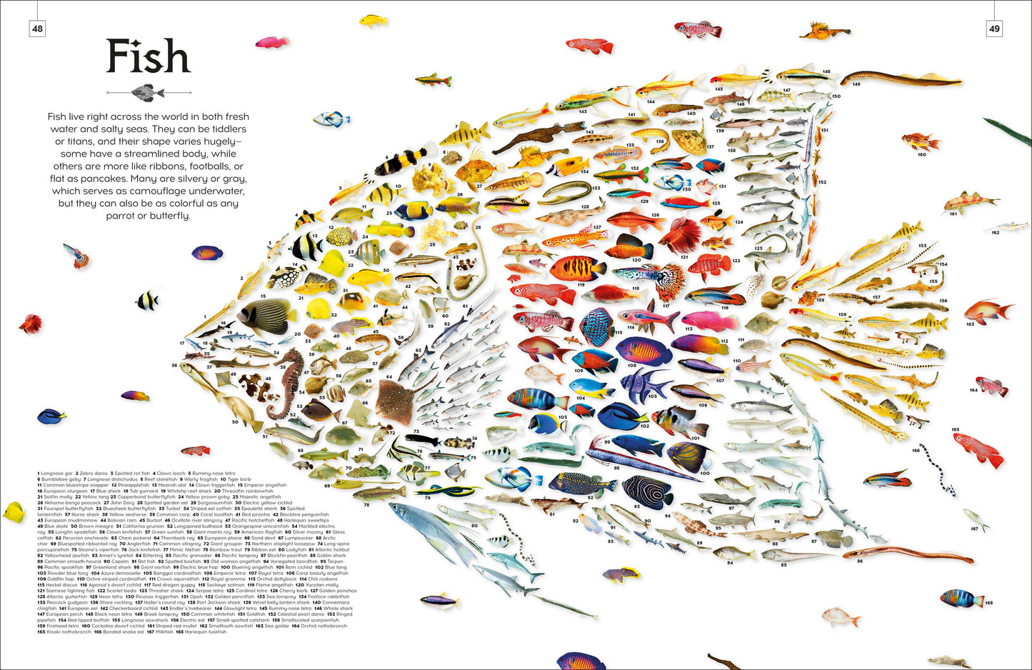 Shapes Of Nature