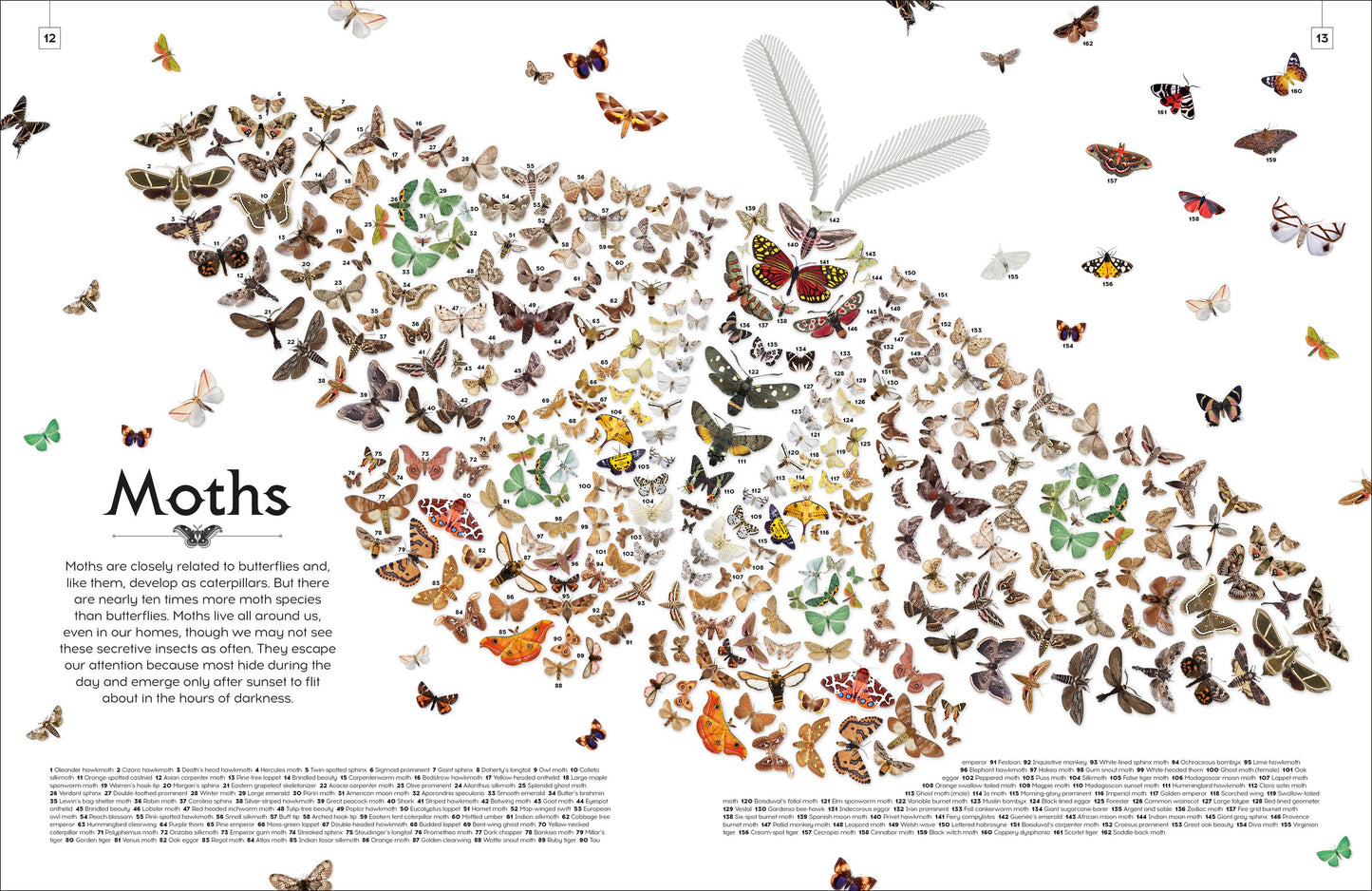 Shapes Of Nature