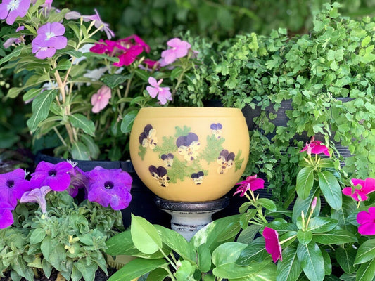 Pansy / Viola