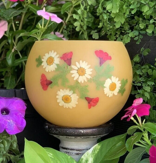 Daisy S