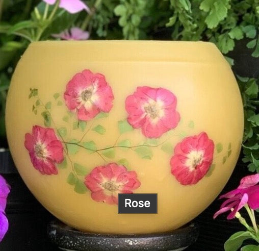 Rose S